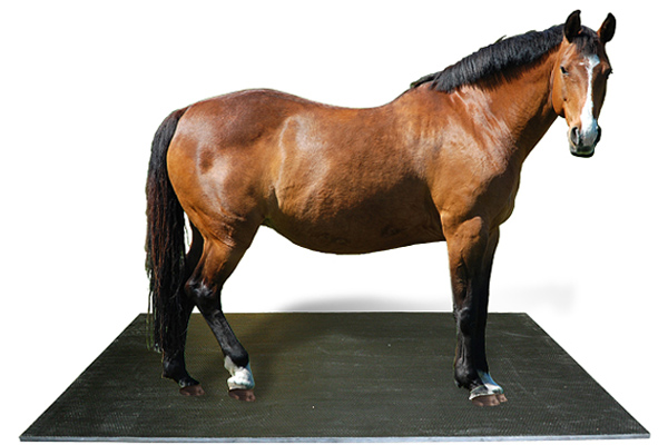 Horse Mats